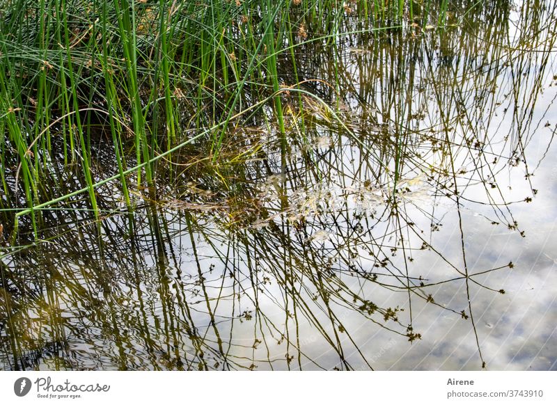 by land and sea Water Grass Lakeside River bank Pond Nature naturally Light blue White Green Brown Lush Reflection Water reflection Twig Common Reed Elements