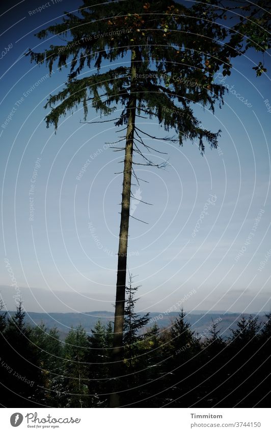 A lonely tree looks into the distance Tree Tree trunk Lonely Tall Forest Hill Nature Branch Landscape Sky Environment Deserted Beautiful weather Shadow