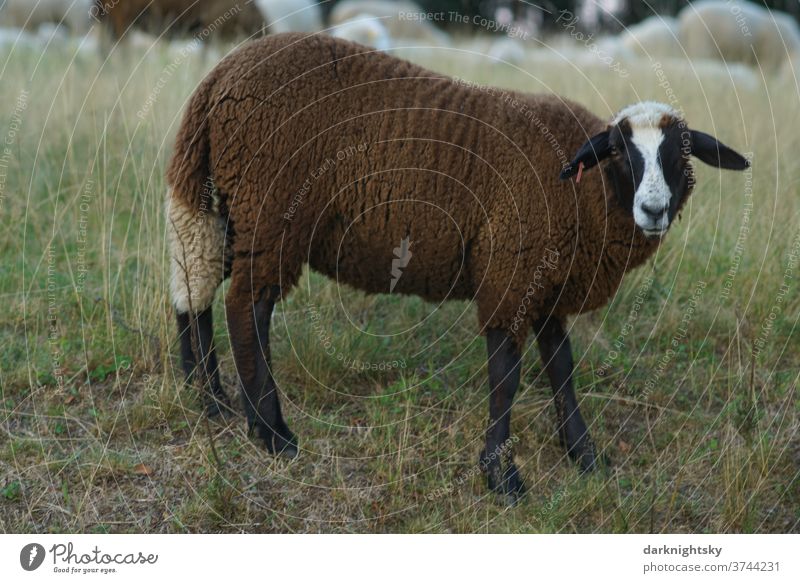 Brown sheep on a pasture Meadow Exterior shot Nature Animal Willow tree Muzzle country ears Farm horns Wild portrait Obstinate sovereign Pelt Head horned Buck