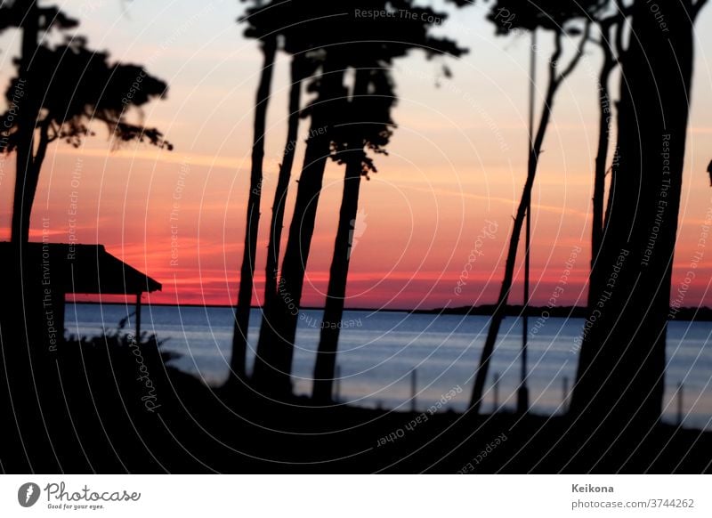 Sunset at the Baltic Sea. Twilight. Pine forest with tree silhouettes. Summer holiday. Jawbone Silhouette vacation pink Blue Water Ocean hut Germany