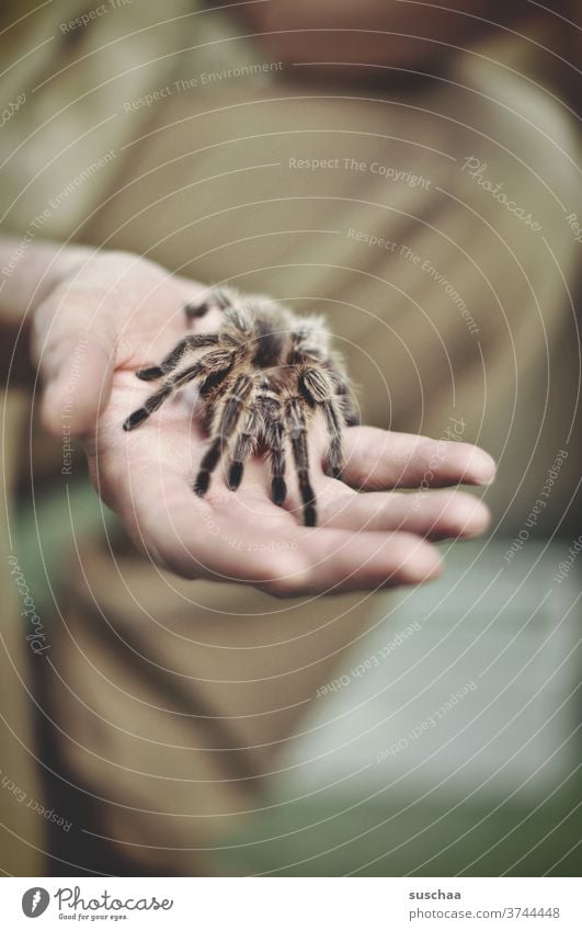 bird spider on a male hand by hand Fingers Spider Bird-eating spider Legs Hairy nasty disgusting Fear scaring Disgust Animal Macro (Extreme close-up) Threat