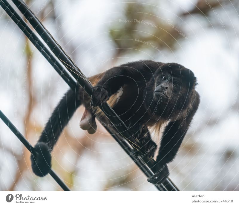 Howler monkey man guards his family howler monkey Man electrical cables Fellow To hold on Guard wildlife eggs is missing here Costa Rica