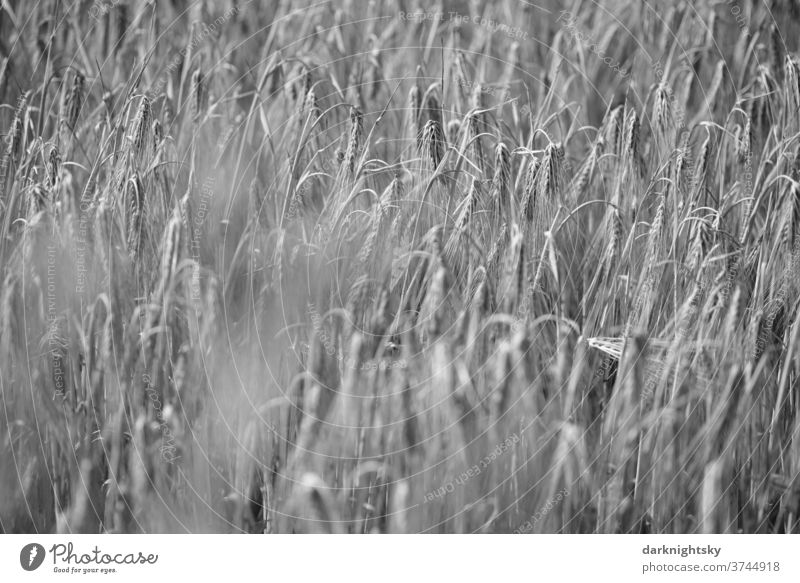 Barley in a field Environment natural Steppe Beautiful weather aridity Summer Exterior shot grasses Nature Plant Deserted acre Agriculture Harvest Thanksgiving