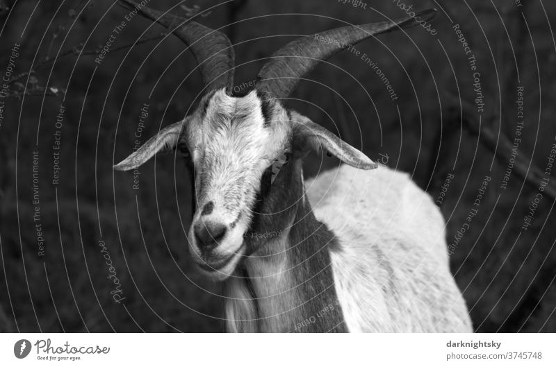 old goat Environment - a Royalty Free Stock Photo from Photocase