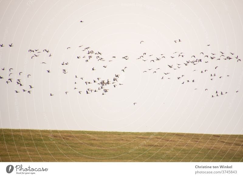 dynamic | wild geese flying over the dike birds bird migration Flight of the birds Wild animal Wild bird Nature Dynamic Loud chatter shout Animal Many