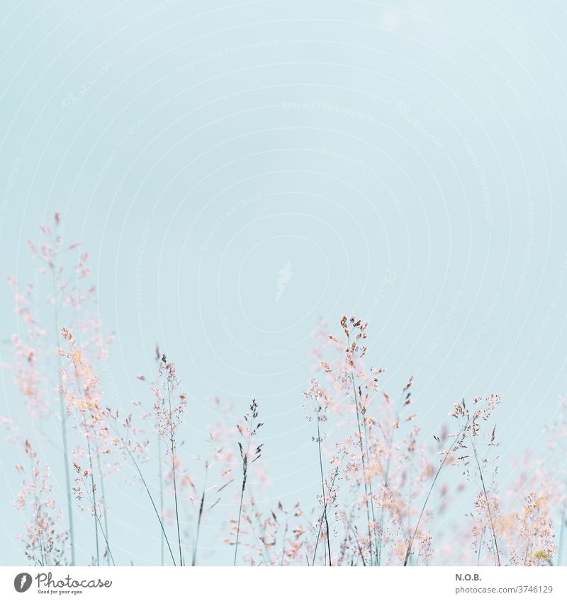 Grasses against a pale blue sky. Blue sky Sky Summer Beautiful weather Deserted Exterior shot Cloudless sky Nature Plant Copy Space top Worm's-eye view