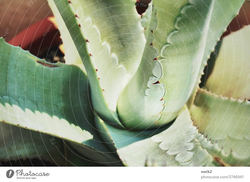 pachyderms Agave Leaf Plant Pot plant naturally Thorn Thorny Bizarre Succulent plants Protective Colour photo Exterior shot Close-up Detail Pattern