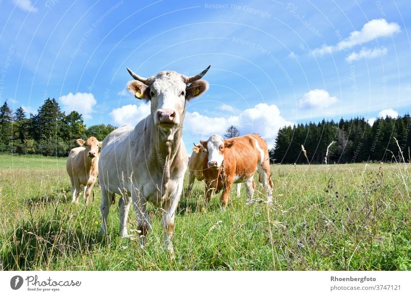 happy cows on a lush pasture in the Rhön chill Milk Cheese Willow tree Summer Grass grasses Thuringia kaltennordheim klings Cattle Domestic cattle bos taurus
