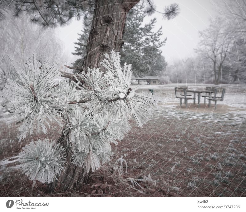 hibernation seating group Forest Park Jawbone bushes Beautiful weather Ice Frost Snow tree Winter Earth Plant Landscape Nature Environment Serene chill Simple