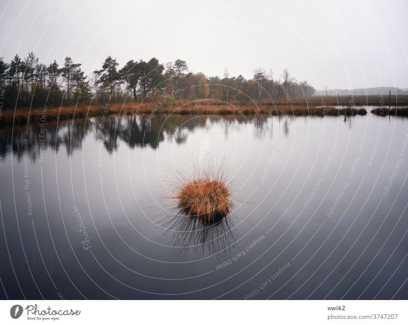 Submerged Autumn Bog Luneburg Heath Lakeside Sky Subdued colour Dreary Surface of water Gloomy Pond Wild plant Forest Wet Idyll Central perspective Air Peaceful