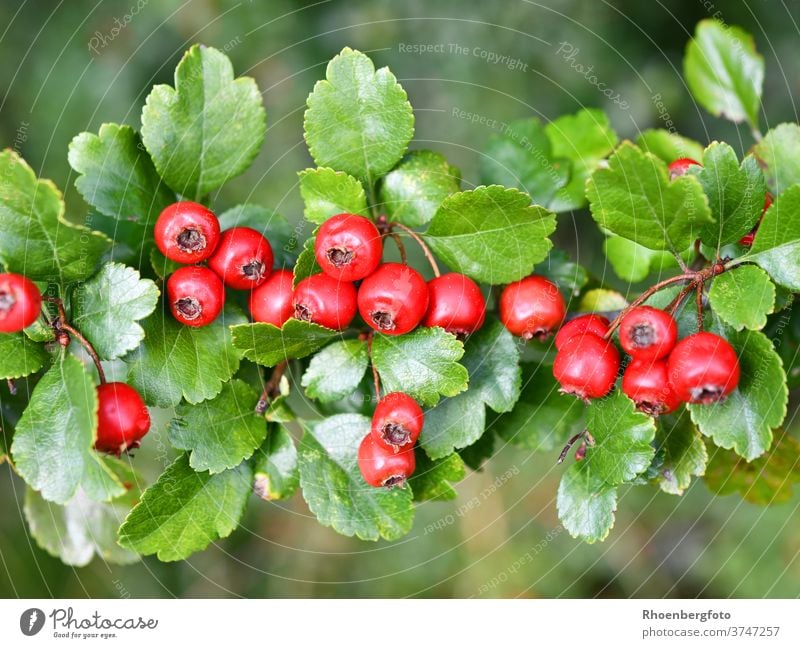red fruits of the hawthorn Red Hawthorn Berries crategus shrub tree September Summer Autumn Branch Twig Plant Nature Copy Space depth of field Deserted