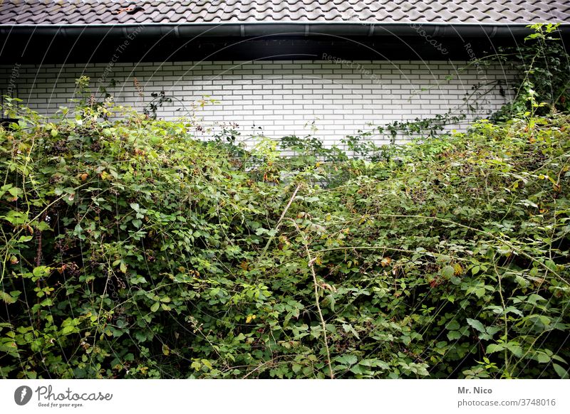 Architecture and Nature I Nature Wins House (Residential Structure) built Facade Roof Eaves roof tiles green Ivy shrub Berry bushes flaked Plant overgrown