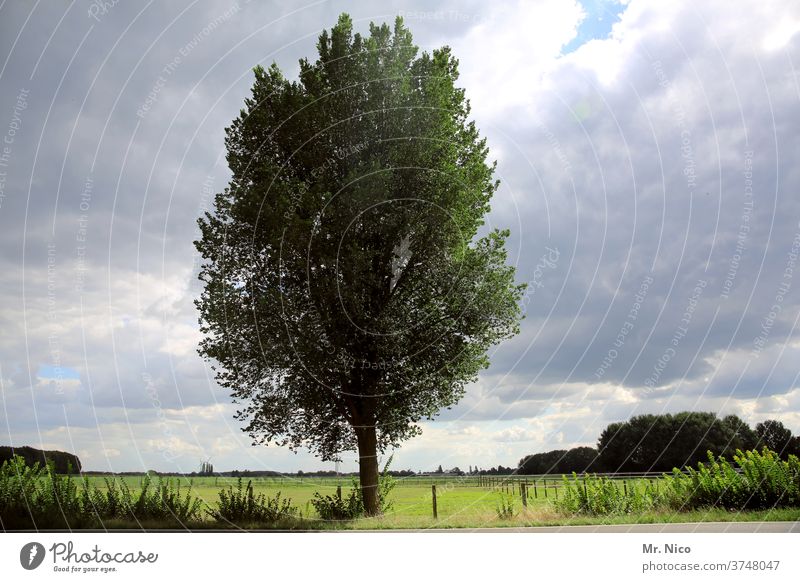 a tree in the landscape Landscape green Nature Forest Plant Environment Willow tree Pasture fence Lanes & trails Sky Clouds Field Grass Meadow Horizon Idyll