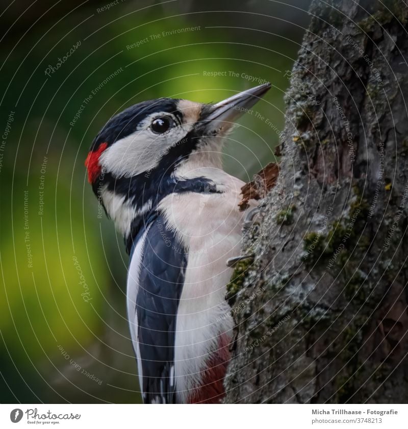 Pivert portrait Spotted woodpecker Dendrocopos major Woodpecker Animal face Eyes Beak Head Grand piano Claw Plumed Feather birds Wild animal Tree trunk tree Sky