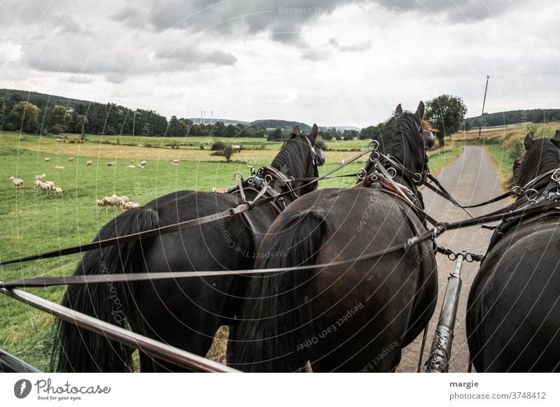 A carriage ride with 3 horses past fields and sheep Horse's head meadows Halter Landscape Exterior shot Farm animal Group of animals Grass Deserted Animal
