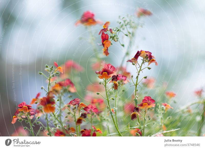 Blood Orange Nemisa flowers against bokeh Flower Orange flowers snap dragon Delicate Spring summer Blooming bloom floral blossom beautiful nature green plant