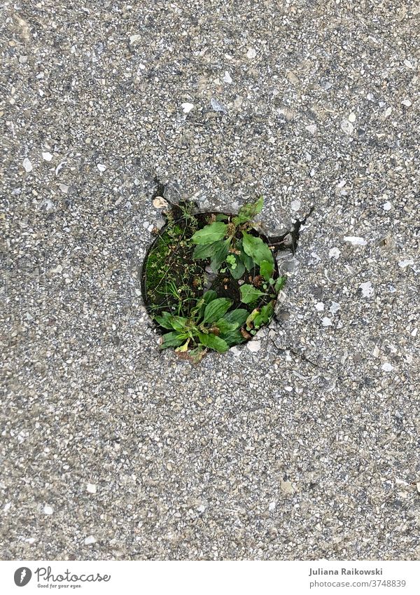 Nature breaks through - asphalt with weeds Weed Plant Green Summer Growth Environment Street Asphalt Exterior shot Deserted Day Blossoming naturally Spring