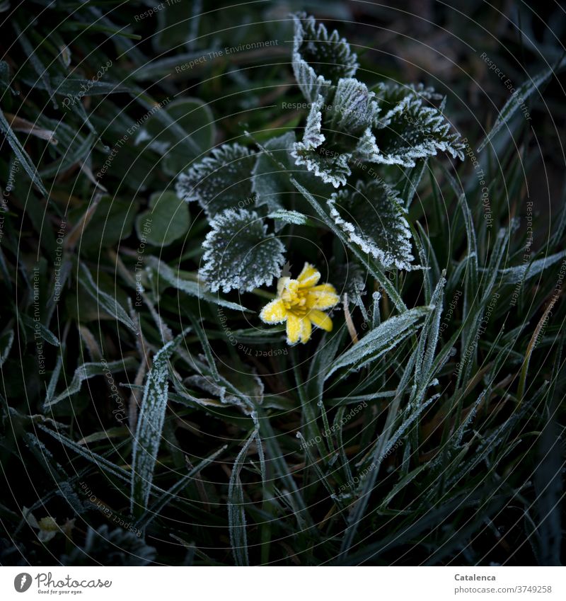 Hoarfrost on the meadow, stinging nettle leaves, blades of grass, a yellow flower can be seen Nature Plant Meadow Grass blade of grass Leaf Weed Flower