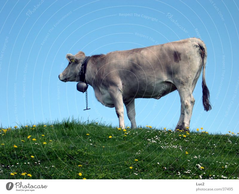 cow Cow Alpine pasture Meadow Switzerland Transport Alps Mountain