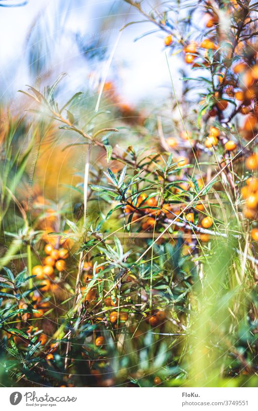Sea buckthorn in the Danish dunes Day Close-up Exterior shot Colour photo Berry bushes Berries Sallow thorn Orange Wild natural Plant Nature Environment
