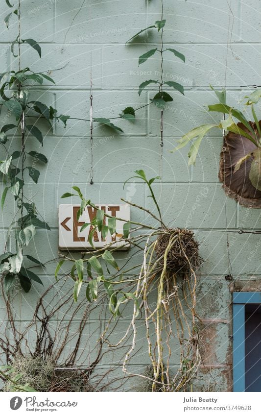 Plants mounted to a green cinder block wall alongside an EXIT sign plants nursery conservatory staghorn fern pothos vining vine roots rootball leaves branches