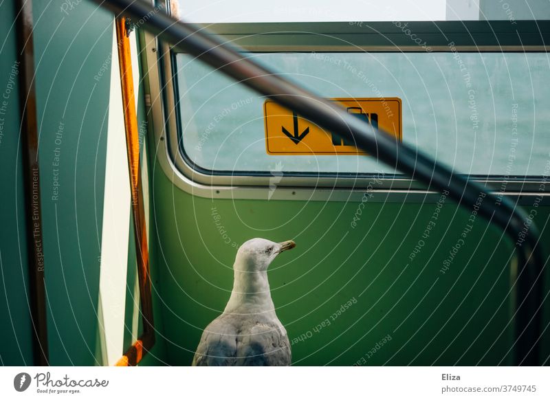 A seagull on a journey Seagull travel Train Ferry Animal Bird Freedom inquisitorial on travel surreal Whimsical Vacation & Travel vaporetto Venice Water