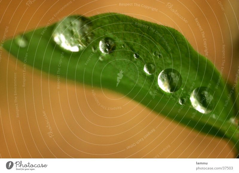 leaf with drops Leaf Green Drops of water Water Macro (Extreme close-up) Detail Plant Nature