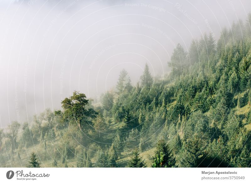 Misty pine tree forest in the mountains in early morning adventure background beautiful cloud clouds dawn ecology ecosystem environment evergreen explore fog