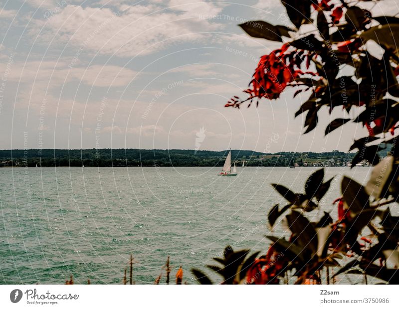 Sailing ship on the Bodensee shipping Lake Constance Body of water Nature Landscape bushes flowers plants Summer Moody Warmth vacation Sports travel Sky Water