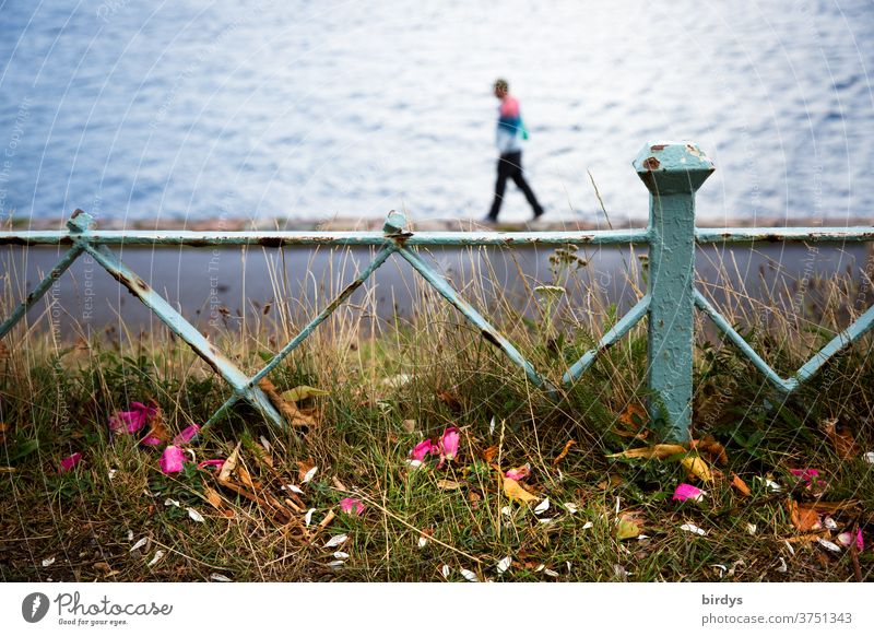 Petals in front of a low fence, in the background a blurred person walking on the edge of a quay wall. Sea in the background Ocean petals iron fence wharf Grass