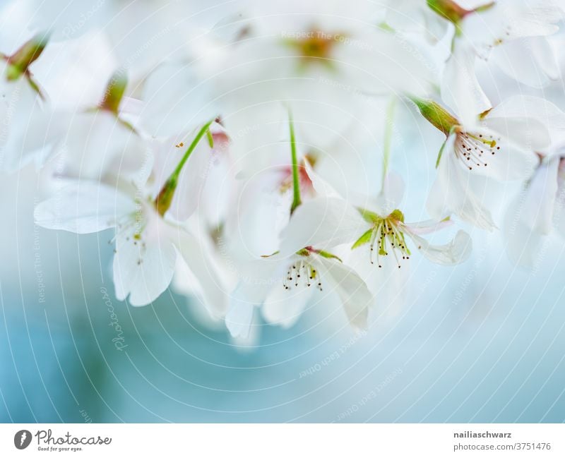 White cherry blossoms Cherry blossom Cherry tree Neutral Background Close-up Exterior shot Colour photo Ease Blossoming Fragrance Spring fever Park Garden Twig