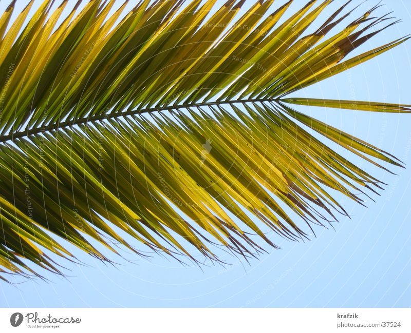 palm fronds Palm tree Plant Summer Vacation & Travel