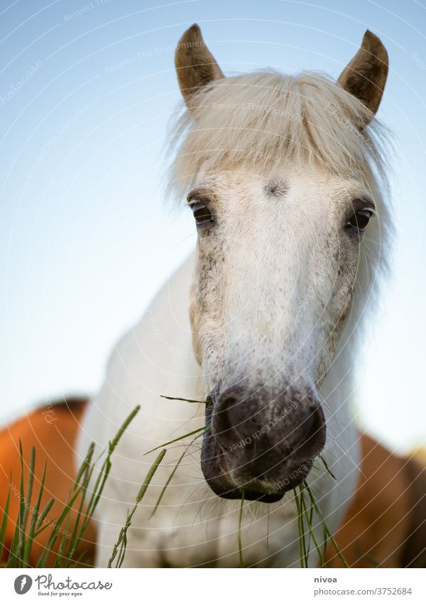 Islandpferd auf der Weide Iceland Pony White Horse Horse's head Looking into the camera Grass Food Feed outdoor Exterior shot Animal portrait Deserted Day