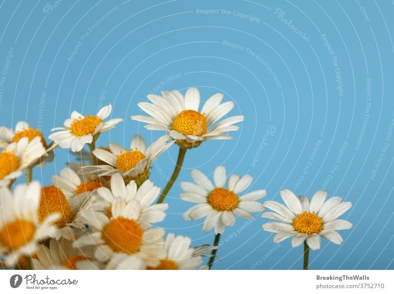 Close up bouquet of chamomile flowers over blue Chamomile camomile daisy flowerhead many group fresh closeup background high angle side view freshness copy