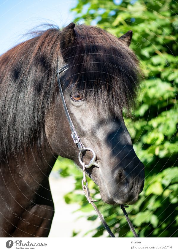 Icelandic horse black horse Iceland Pony stallion Horse Animal Exterior shot Day Wild animal Animal portrait Colour photo Deserted Farm animal Stand Esthetic