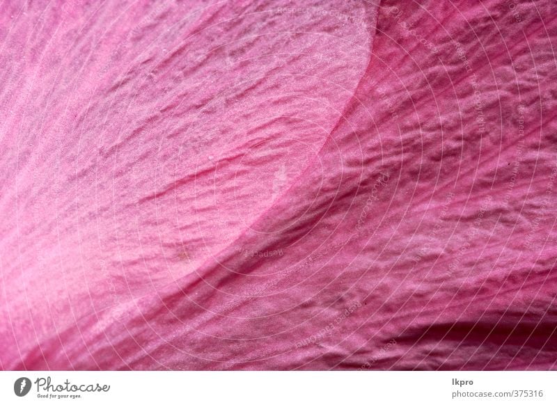 rose texture of a flower petal rose in bahamas Flower Line Black White Consistency background violet Blossom leave Veins Abstract