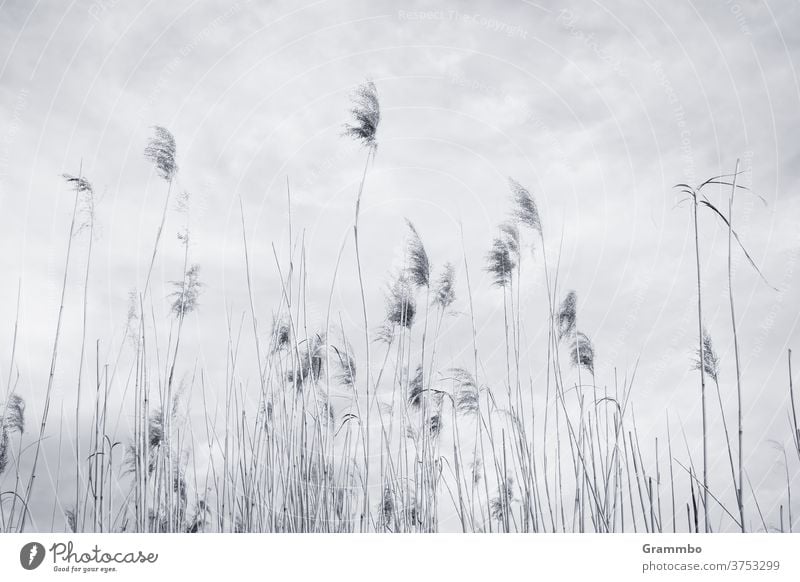 Sky full of reeds Common Reed reed stalk reed grass Deserted Exterior shot Grass Environment Day Plant Landscape Nature