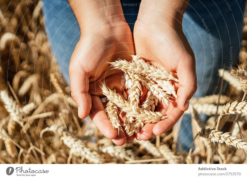 Crop woman in wheat field in summer harvest spikelet agriculture countryside agronomy golden farm female sunny rural daytime sit peaceful dried dry sunlight