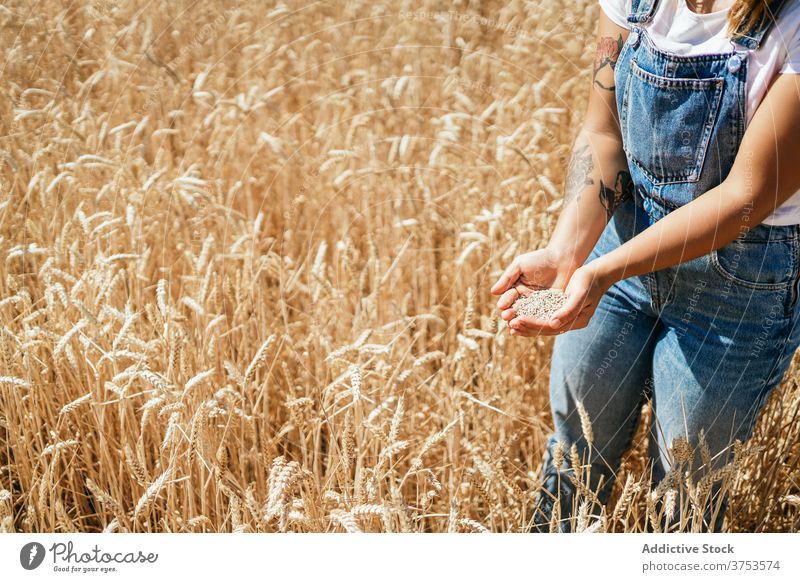 Crop woman with wheat grain in countryside pour field farmer golden cereal seed rural female agriculture harvest cultivate fresh organic natural plant stand