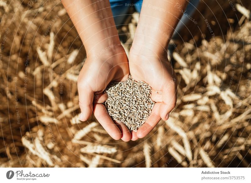Crop woman with wheat grain in countryside hold field farmer golden cereal seed rural female agriculture harvest cultivate fresh organic natural plant stand