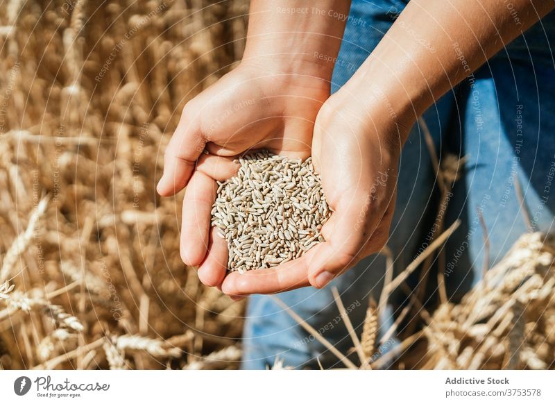 Crop woman with wheat grain in countryside hold field farmer golden cereal seed rural female agriculture harvest cultivate fresh organic natural plant stand