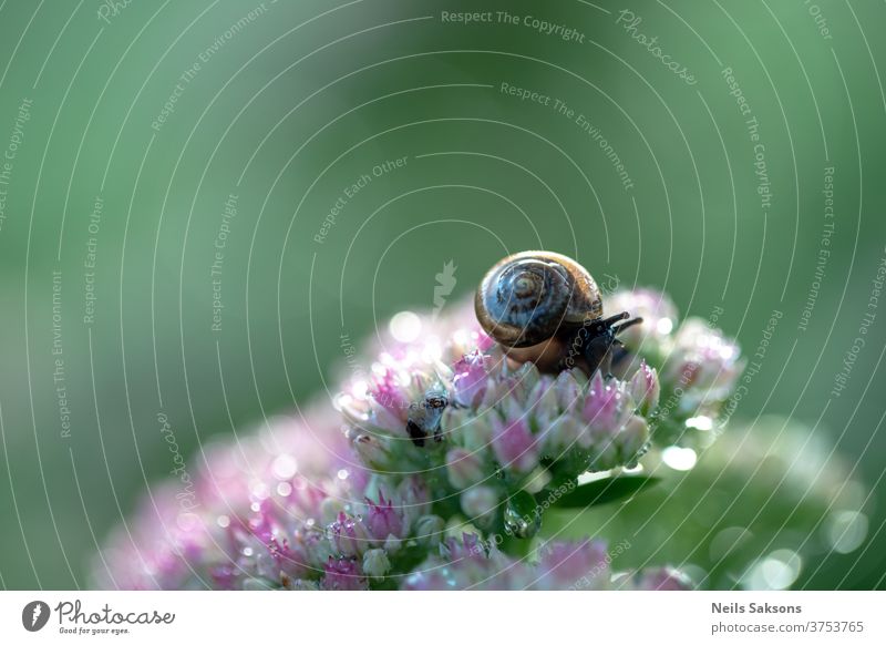 Dark brown snail’s climbing on garden flower, drinking dew drops from petals. shell bokeh Animal Snail shell Colour photo Exterior shot Nature Close-up Day