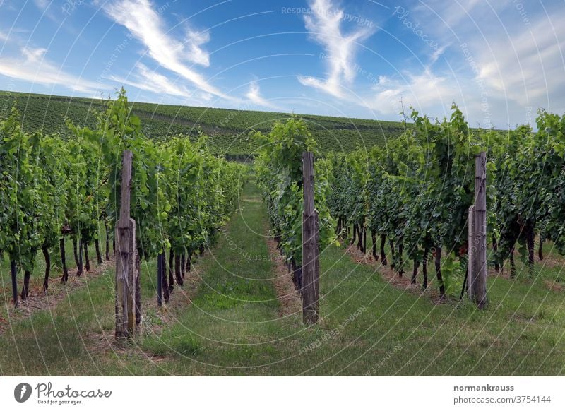 Vineyards in the Southern Palatinate vines wine-growing area Wine growing Autumn wine landscape southern Palatinate palatinate Landscape green Agriculture