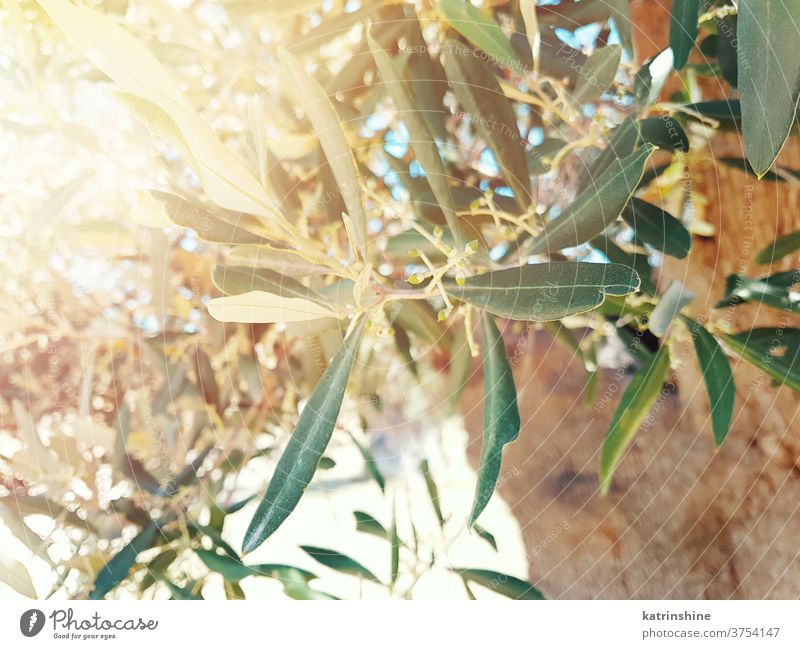 Olive Tree leaves on sunset Old Trees branch south Italy Leaves Nature Evening Aged Outdoors Country Rural Garden Italian Mediterranean Agriculture Landscape