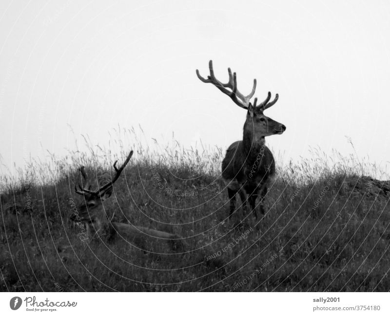 Proud Stag keeps track... stag Wild animal antlers Animal Pride Overview Meadow Stand Observe pretty Looking Strong Impressive strength Nature Deserted