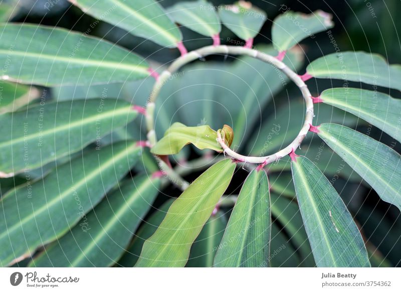 spiraling plant vine with green leaves and pink stems leaf tropical rare greenhouse conservatory Nature Growth Close-up Exotic Garden Fresh Natural beautiful