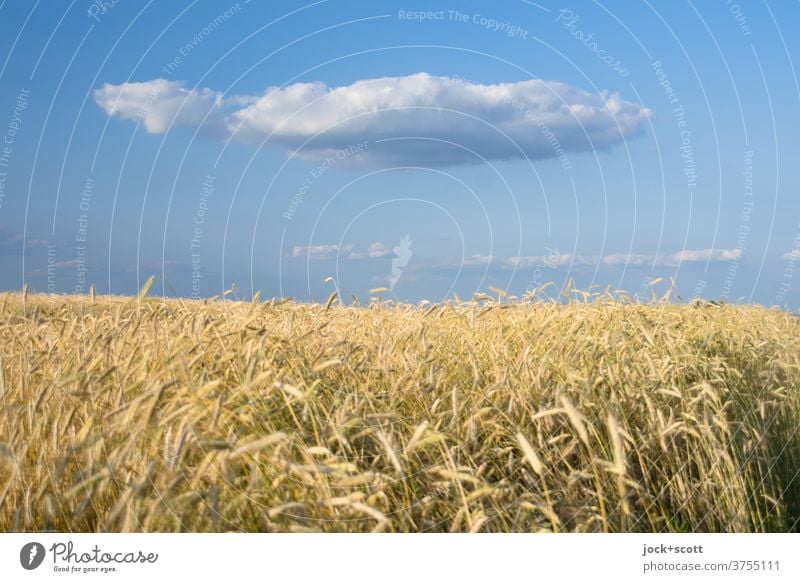 Golden yellow wheat field against cloud on blue sky Grain field Wheat Wheatfield Agriculture Sunlight Hover Clouds Beautiful weather Ease Nature Sky Climate