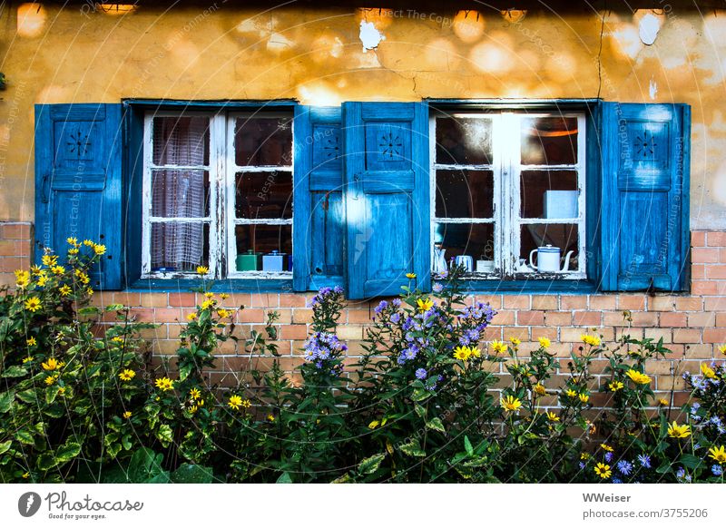 Old yellow house with blue shutters and many flowers Window Facade House (Residential Structure) Front garden Wild blossom light spots Light Sun Window frame
