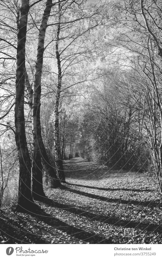 A forest path with long shadows and almost bare trees and bushes off Loneliness paths and paths Autumn Winter November melancholy Sadness weaker mourning card