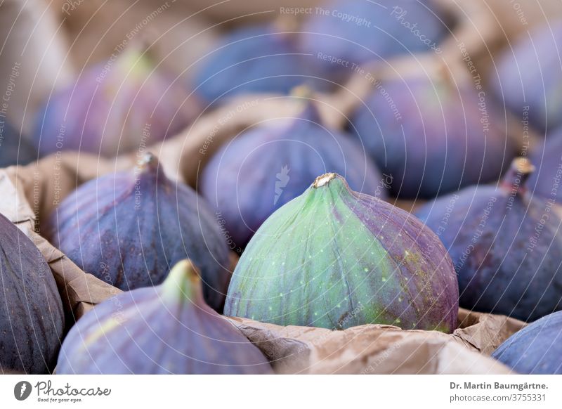 Figs are transported in cartons fruit fruits Violet Cardboard Transport Mature keeper shallow depth of field